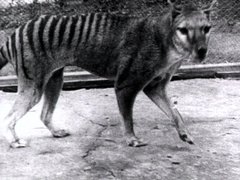 Thylacine Tasmanian Tiger